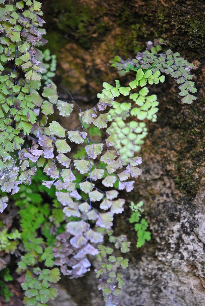 plantas de umidade