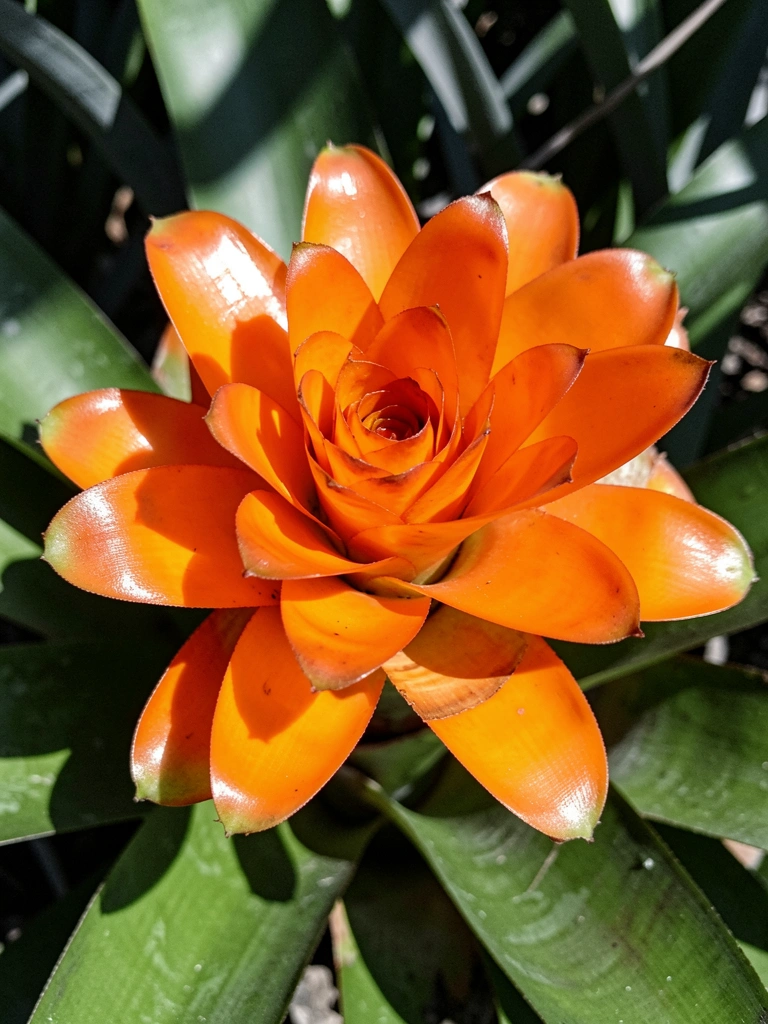Folhas alaranjadas de Aechmea blanchetiana iluminadas pelo sol
