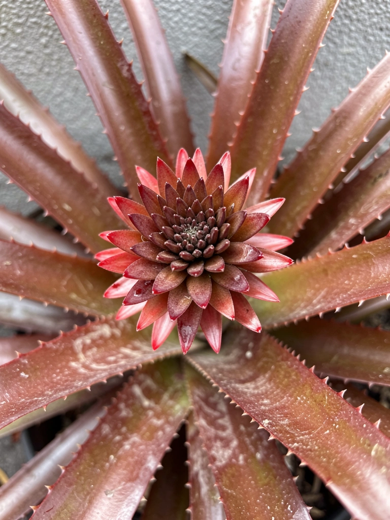 Folhas verdes e suculentas da Dyckia brevifolia com espinhos nas bordas.