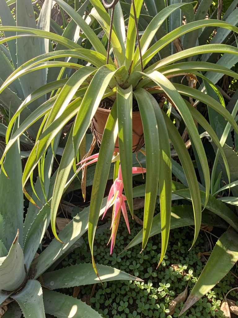 Vaso suspenso com Billbergia pendente sob luz solar direta.