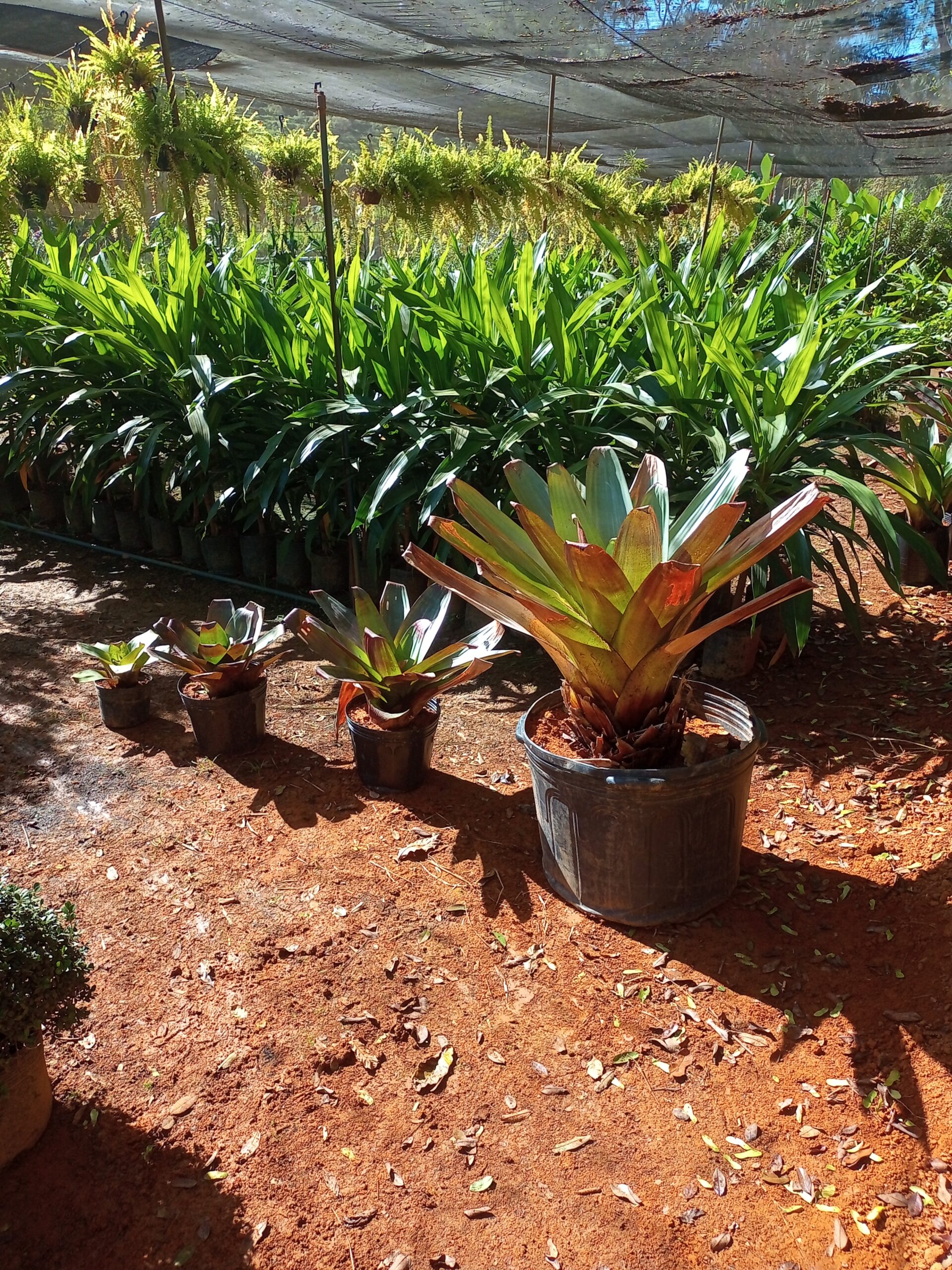 plantas de jardim que gostam de sol