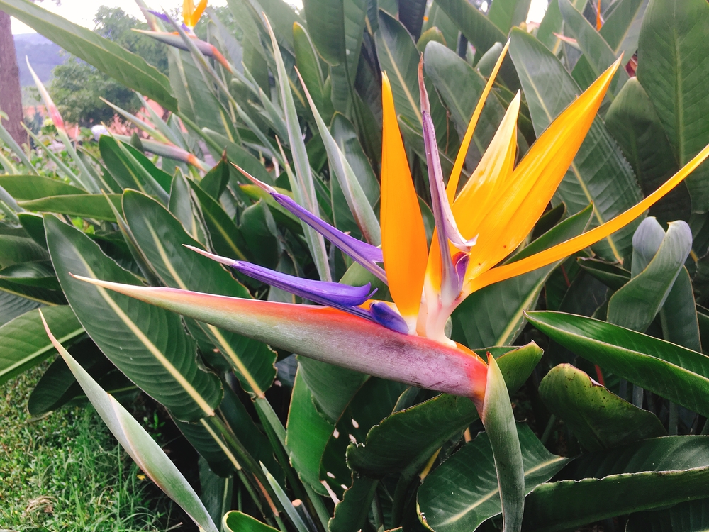 plantas resistentes ao sol para jardim