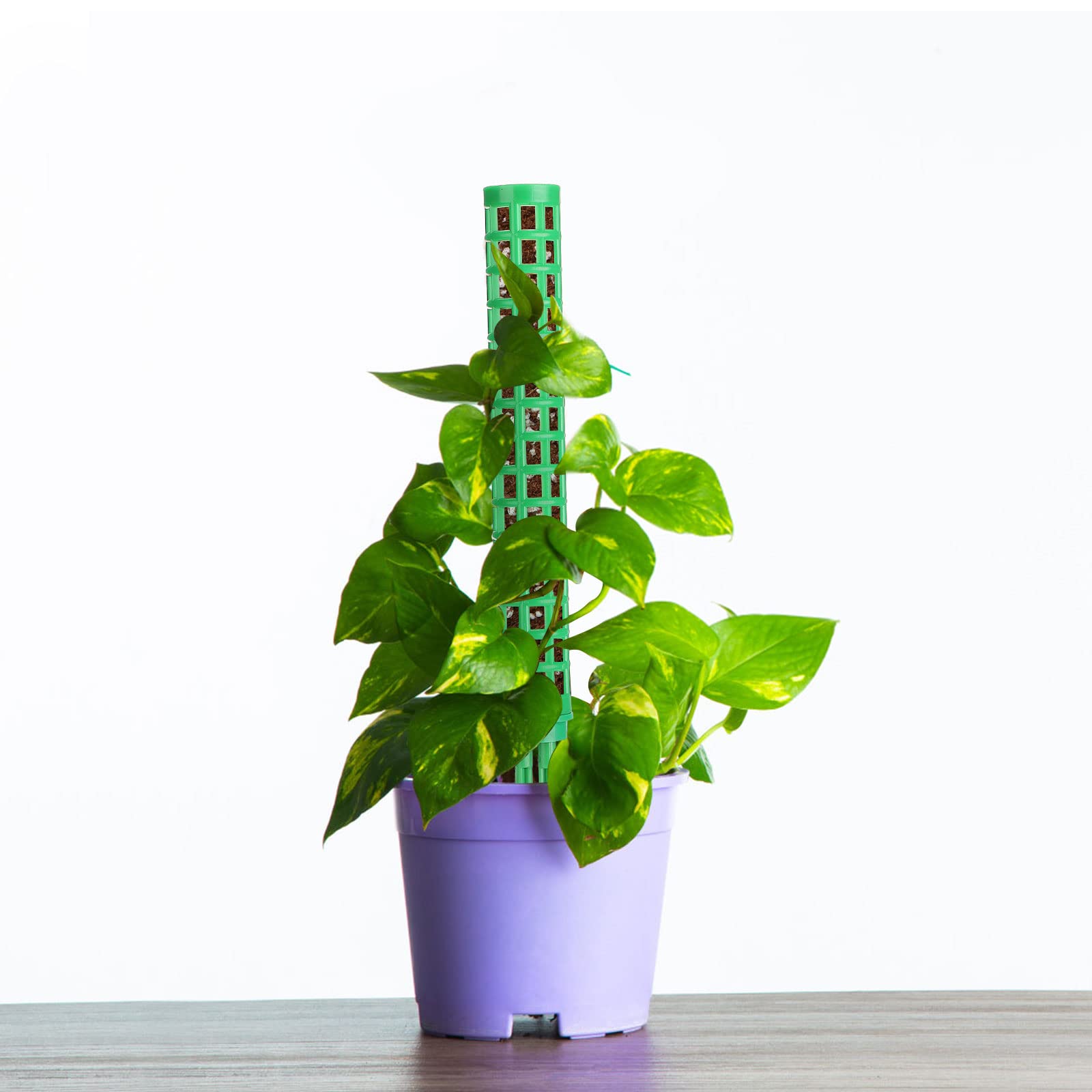 como plantar trepadeiras em vasos pequenos