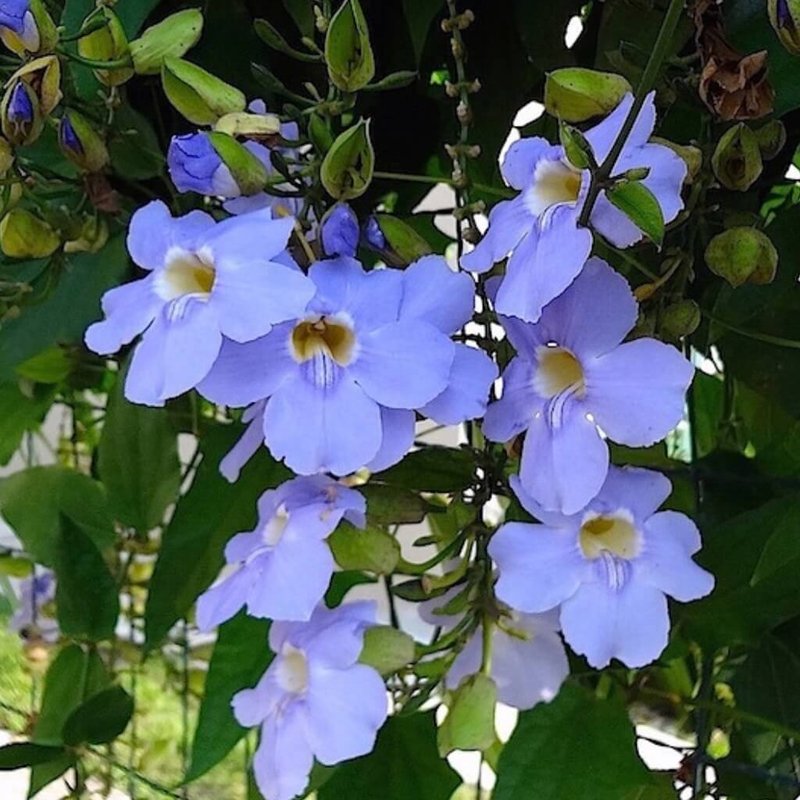 Thunbergia