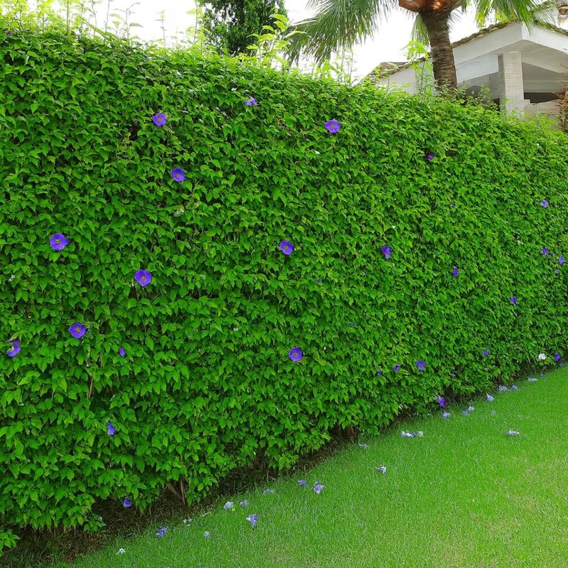 Tumbérgia azul