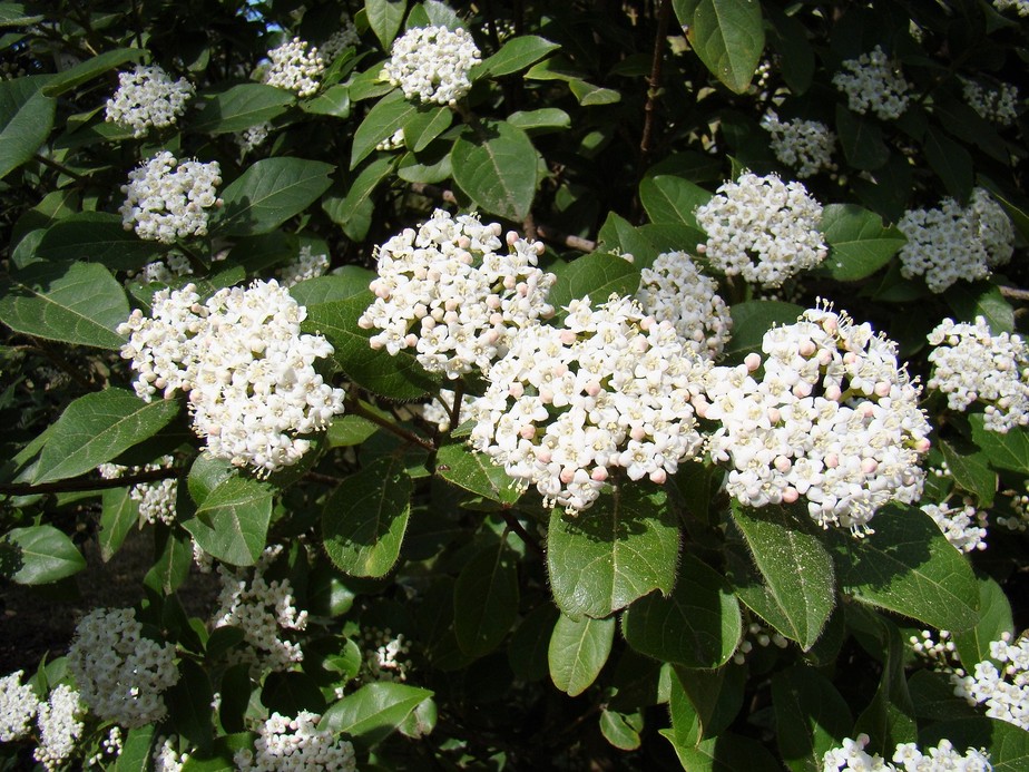 Viburnum spp.