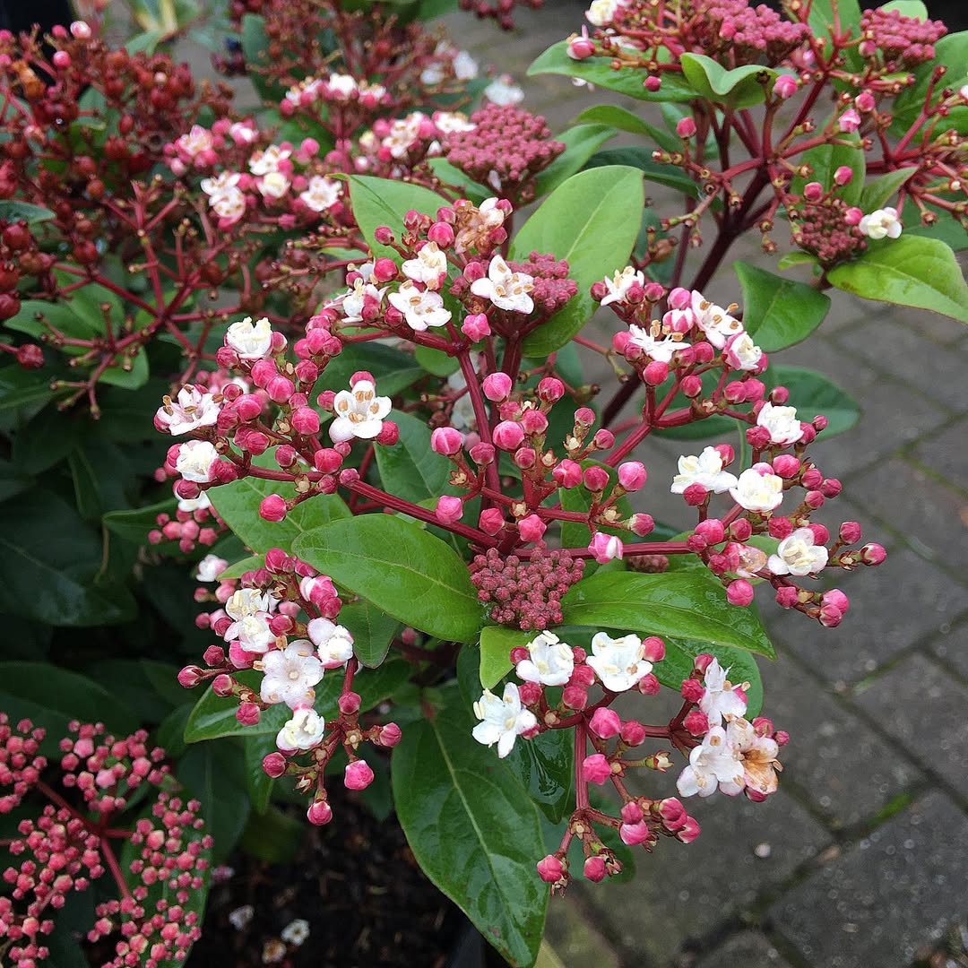 Viburnum suspensum