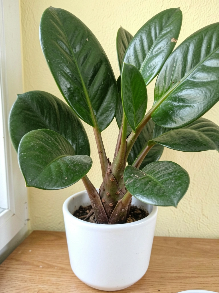 Vaso com planta zamioculca sobre fundo claro, com texto 